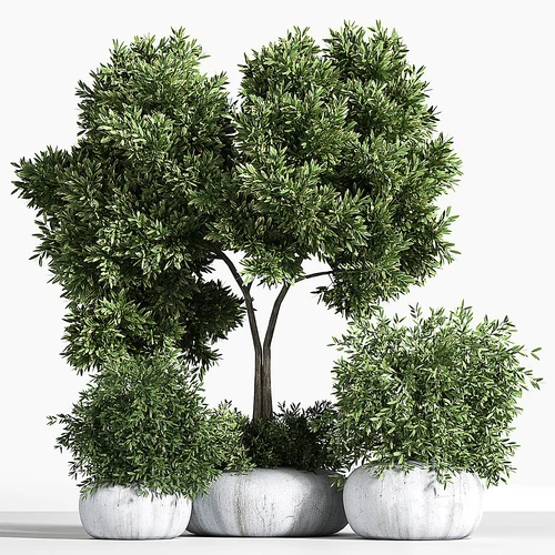 现代植物盆栽盆景