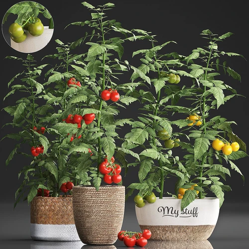 植物盆栽