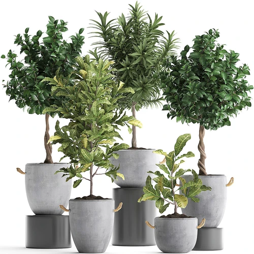植物盆栽
