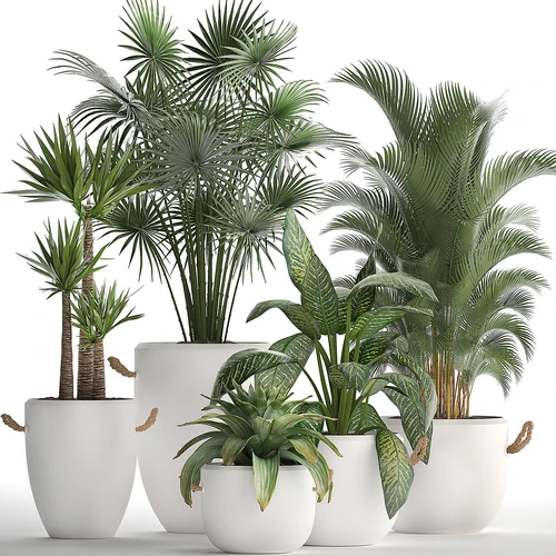 植物盆栽
