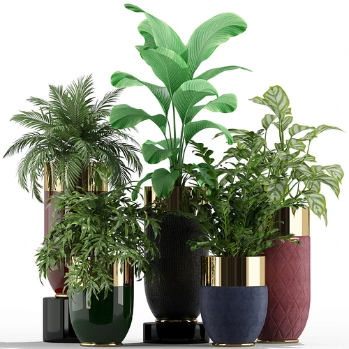植物盆栽