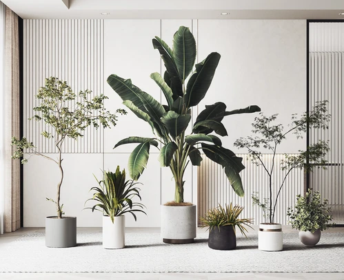 现代绿植盆栽