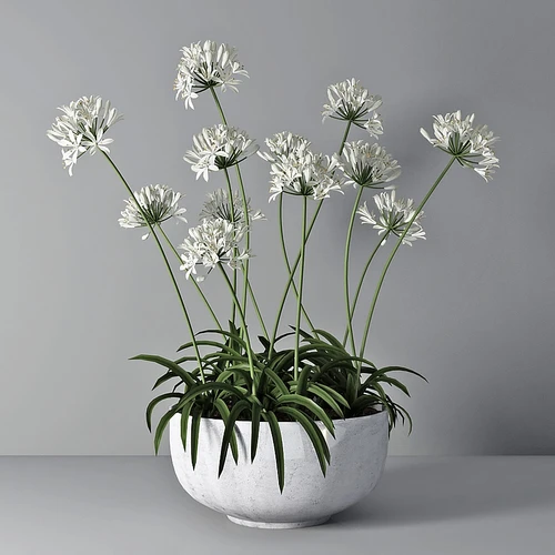 植物盆栽