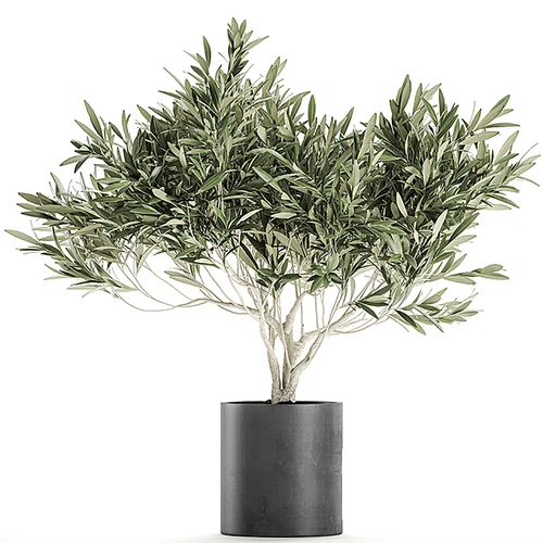 橄榄树植物盆栽