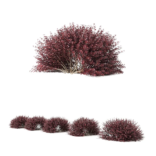 Thunberg 小檗树篱