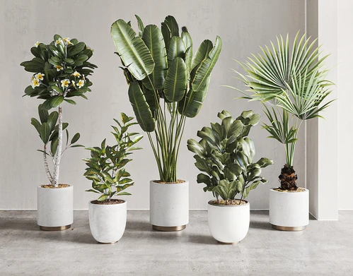 现代植物盆栽