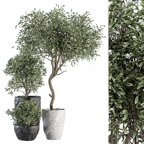 现代植物盆栽