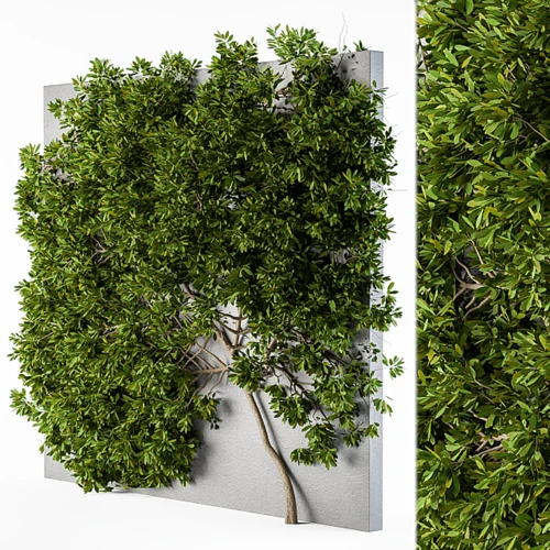 常春藤墙植物