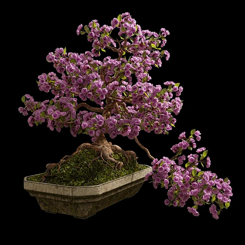 盆景樱花
