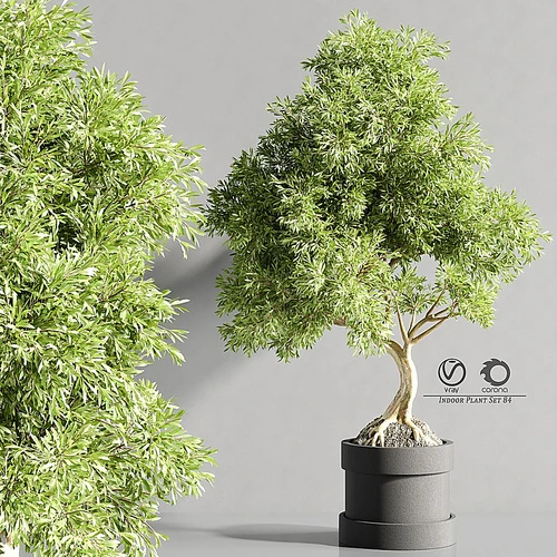 现代植物盆栽