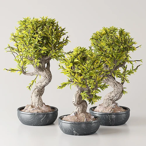 现代绿植盆栽盆景
