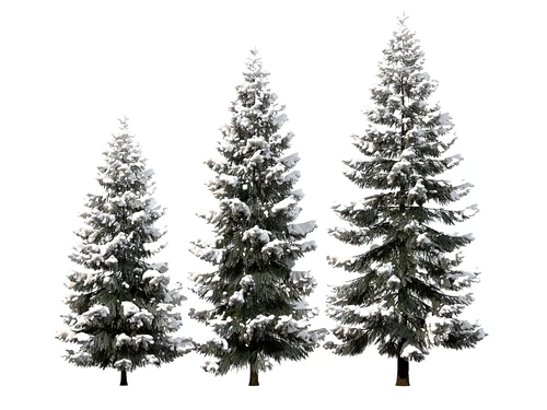 现代雪景松树