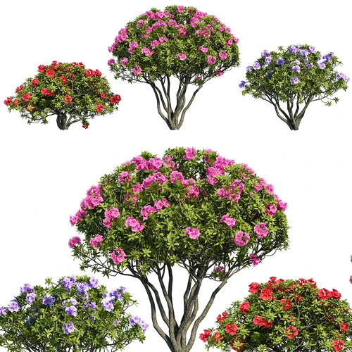现代灌木杜鹃花植物花丛