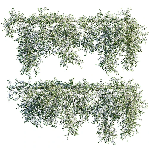 现代茉莉花藤蔓植物