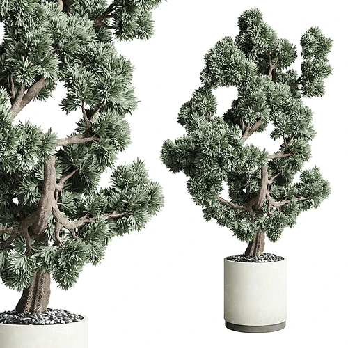 现代植物盆栽