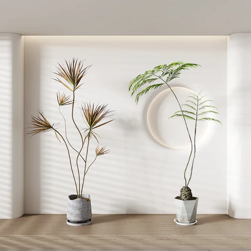 现代植物盆栽