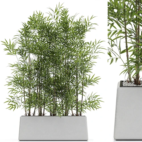 现代竹子植物盆栽