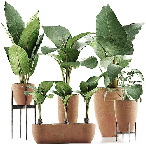 植物集合
