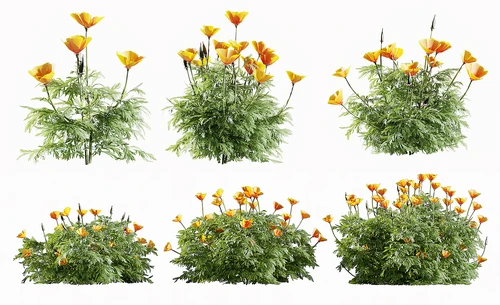 现代花草植物 花菱草