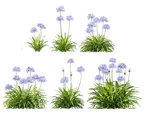 现代花草百子莲紫君子兰