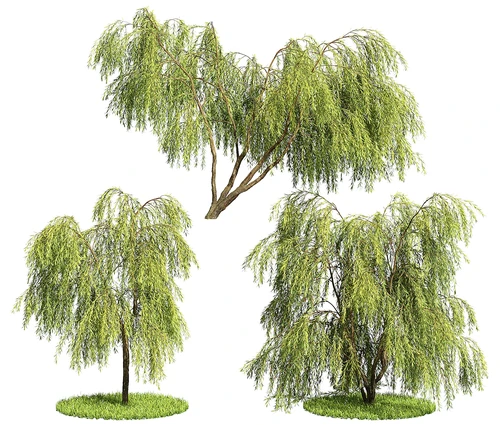 现代柳树