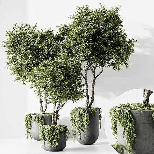 室内外植物盆栽