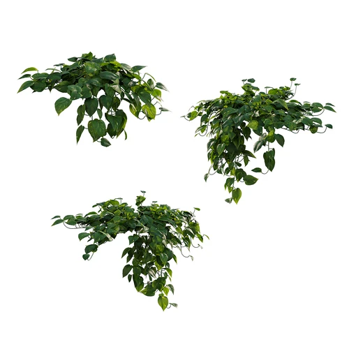 现代绿植绿萝
