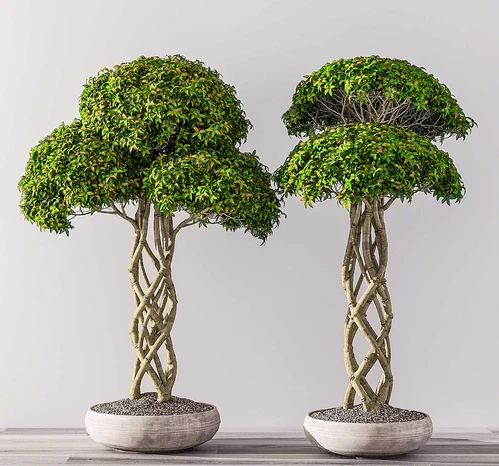 现代花草盆栽组合