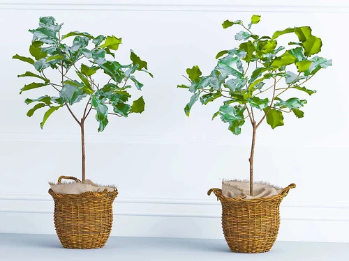 现代绿植盆栽