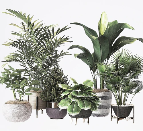 现代植物盆栽组合