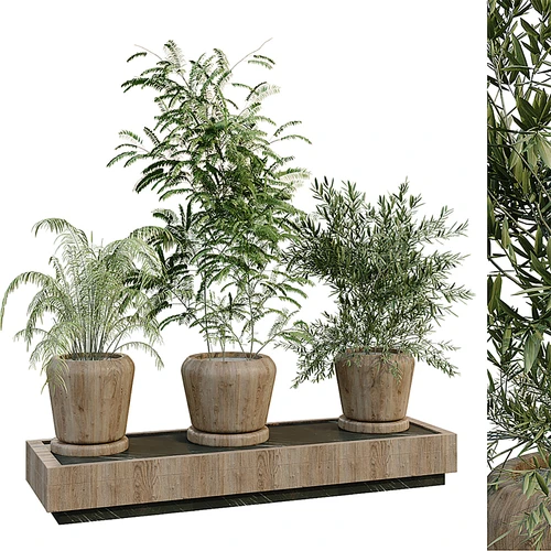现代植物盆栽