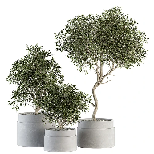 现代植物盆栽