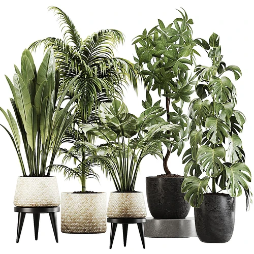现代绿植盆栽