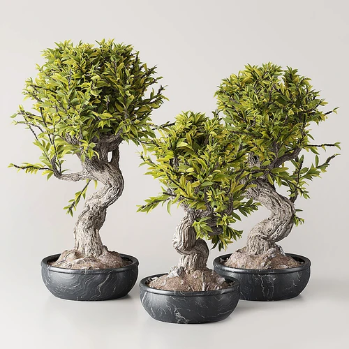 现代绿植盆栽
