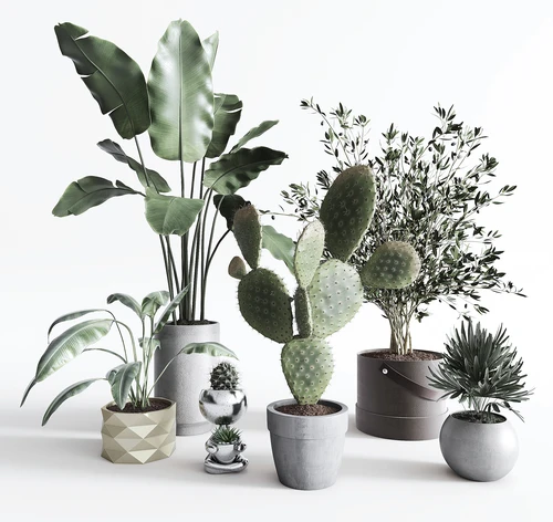 现代绿植盆栽组合