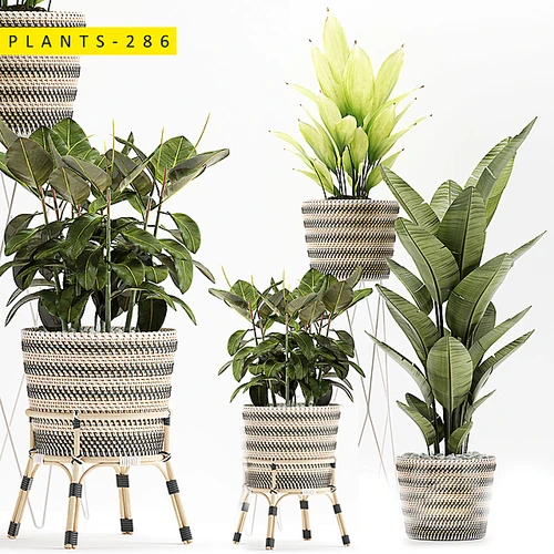 植物286