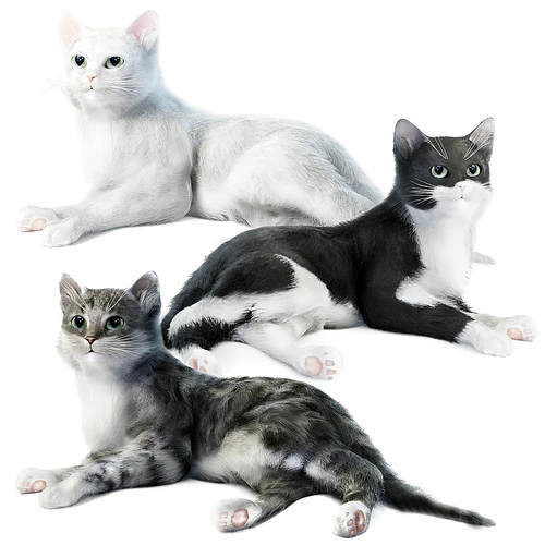 现代宠物猫咪