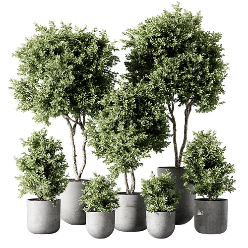 现代绿植盆栽