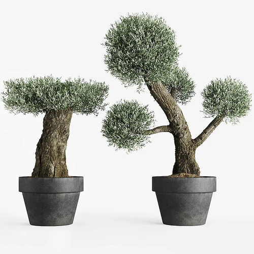 现代绿植盆栽