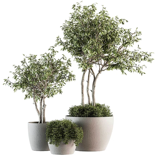 现代绿植盆栽