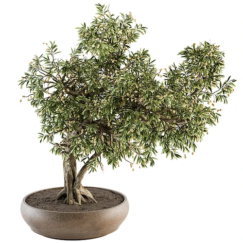 现代植物盆栽