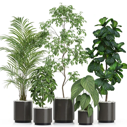 现代散尾葵绿植盆栽