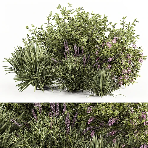 现代灌木植物