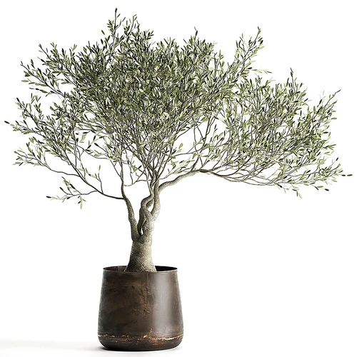 现代植物盆栽