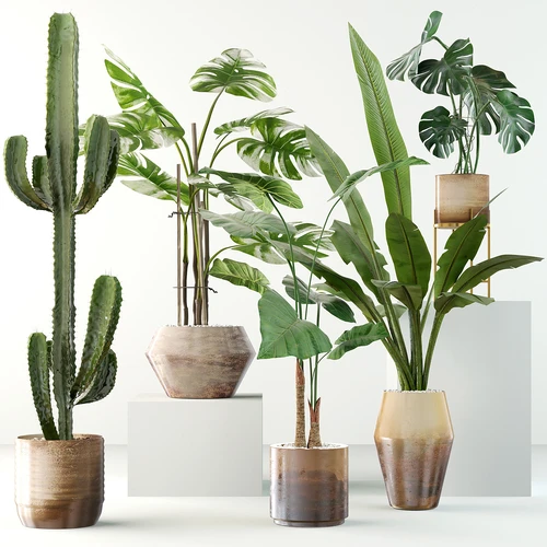 现代绿植盆栽植物组合