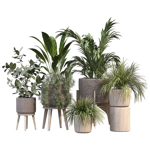 现代绿植盆栽