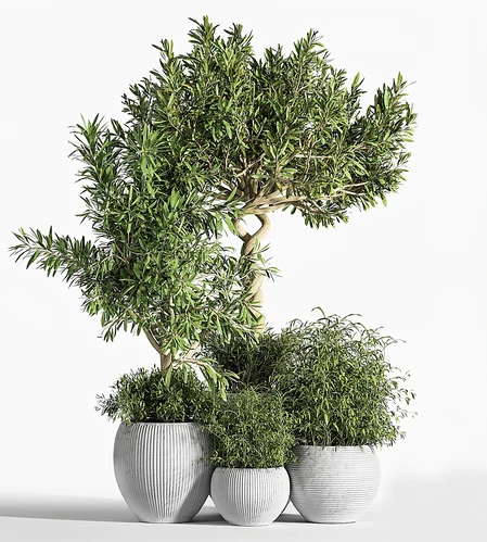 室内植物套装