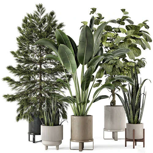 现代植物盆栽