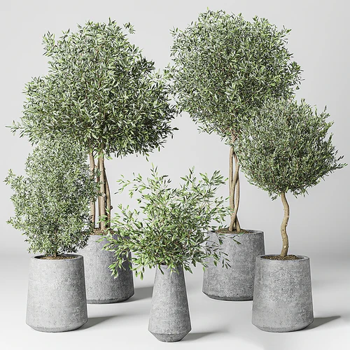 现代植物盆栽