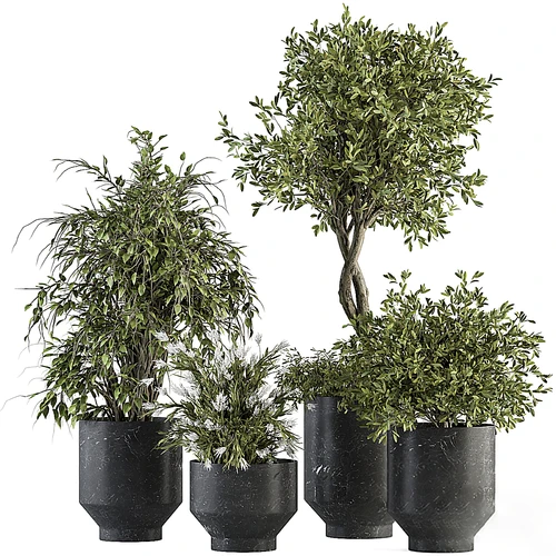 现代植物盆栽